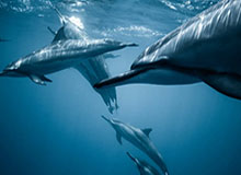 华体会体育平台：用数据驱动体验的全新体育世界